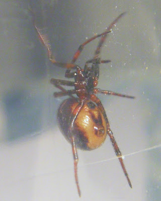 Steatoda pay