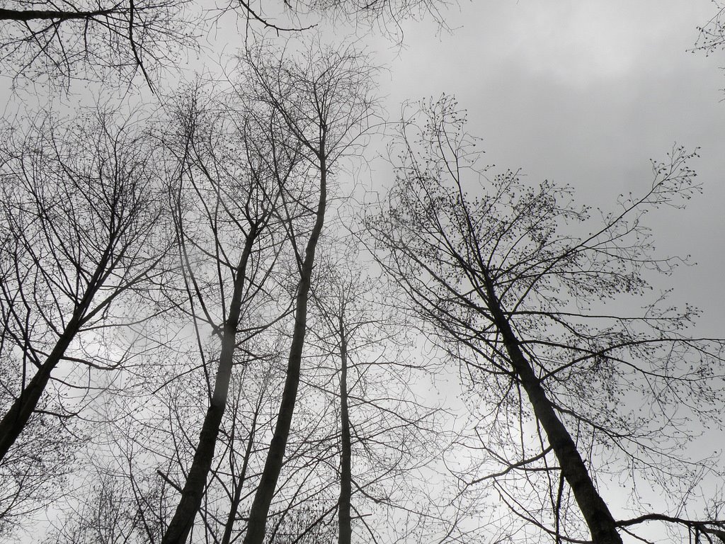 [Tree+lace.JPG]
