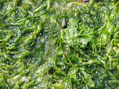 Sea Lettuce