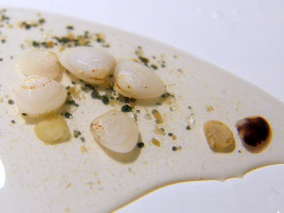 Tiny, tiny clams. Still alive.