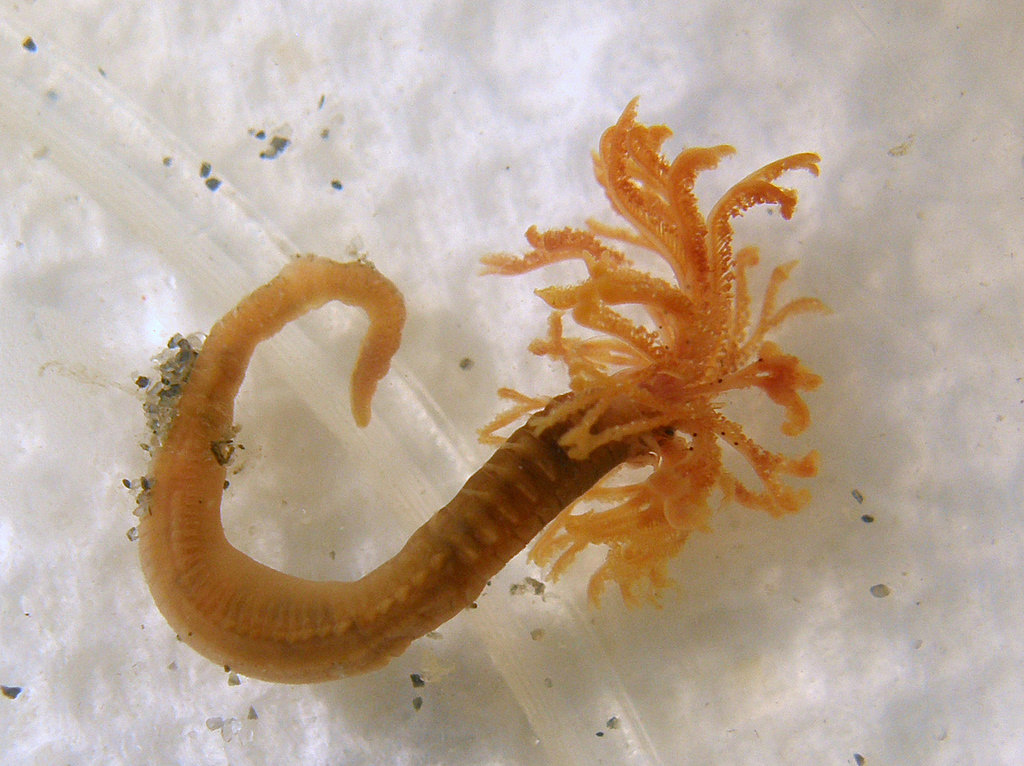 Wanderin' Weeta (With Waterfowl and Weeds) In the holdfast feathers