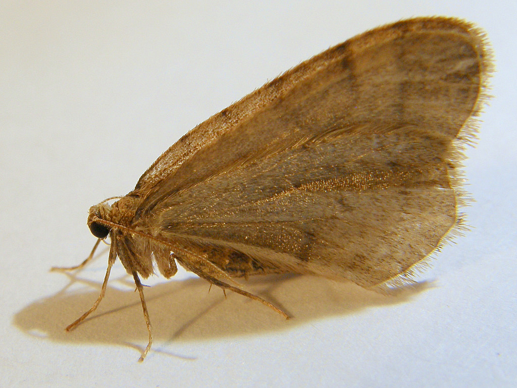 Why Do I Have Little Brown Moths In My House