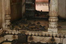 El temple de les rates a Bikaner