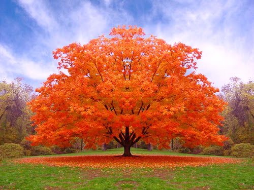 L'ALBERO DELLA VITA E DELL'AMORE