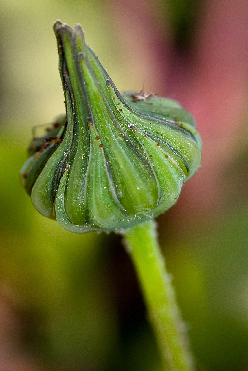 Pickled Dandelion Buds three ways Recipes