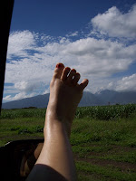 Typical view of the sugar cane ...