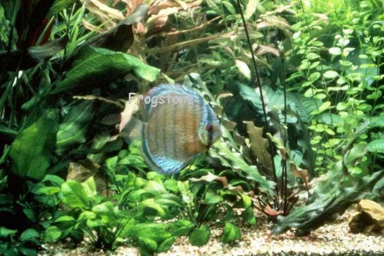 Frogstone Flowerhorn King Origin of Flowerhorn Discus Fish Habitat