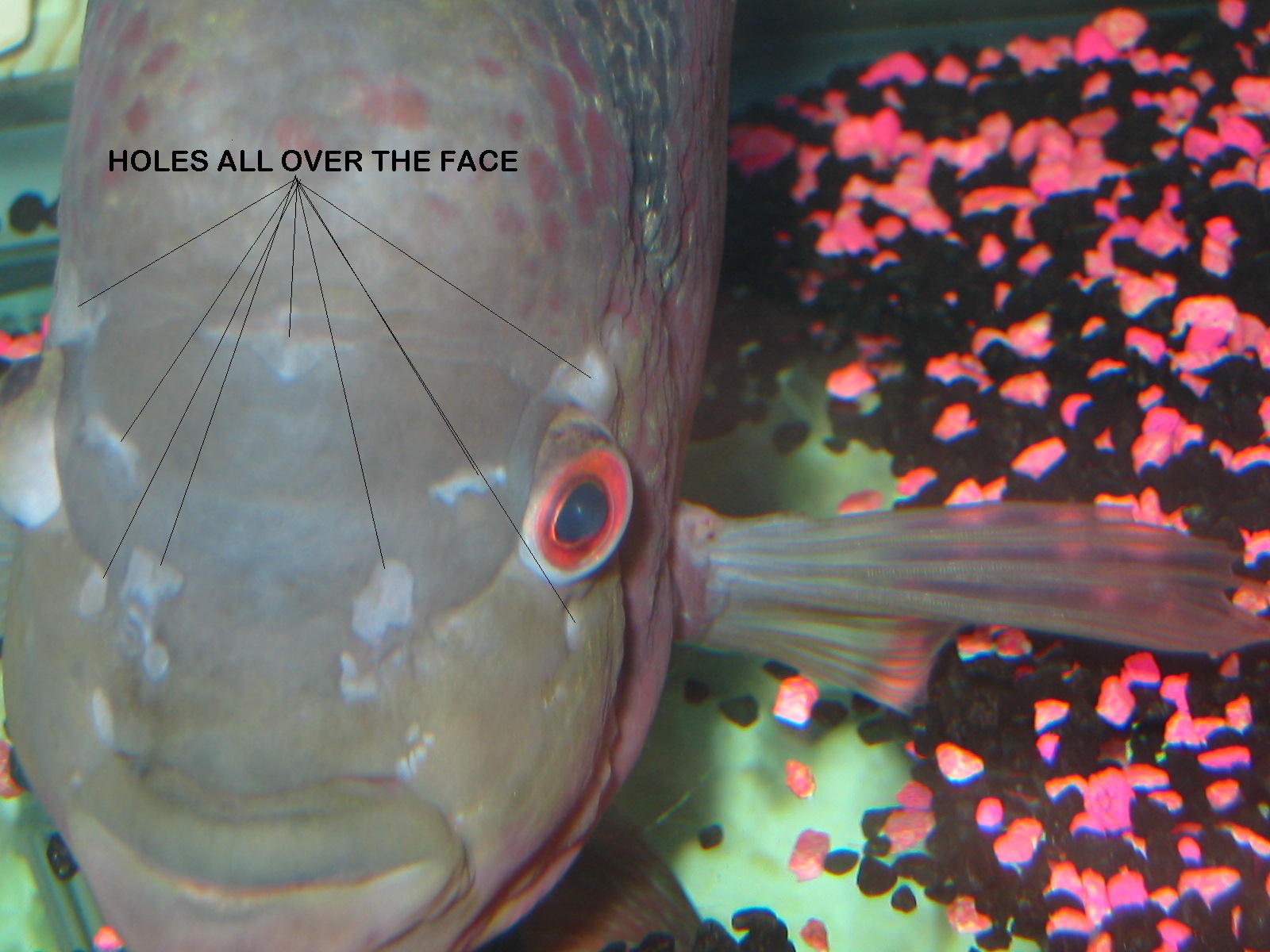 Frogstone Flowerhorn King Origin of Flowerhorn FLOWERHORN DISEASES