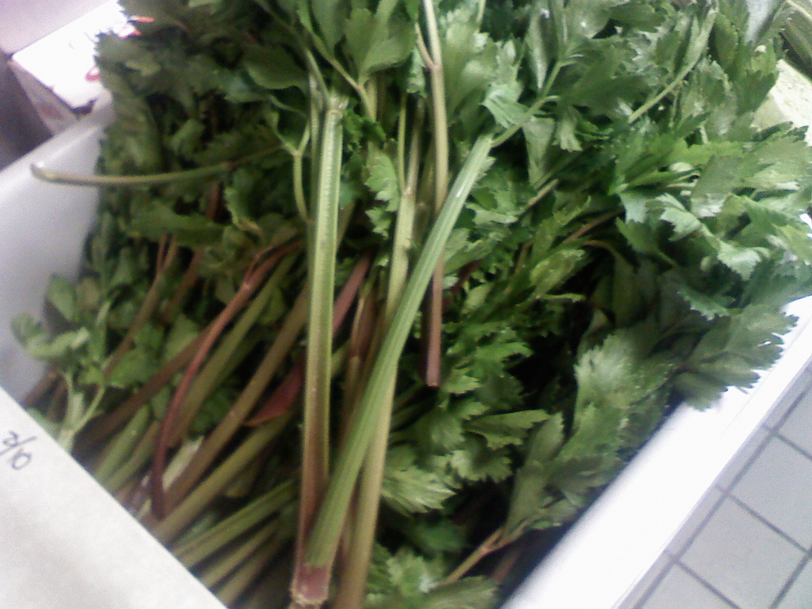 Salt and Heat Red Celery