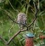 My mate the Little Owl
