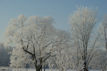 Scenes From the Backyard