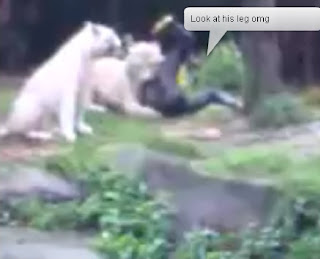 Tiger Attack Singapore Picture on The Fire In My Life White Tiger Attack In Singapore Video