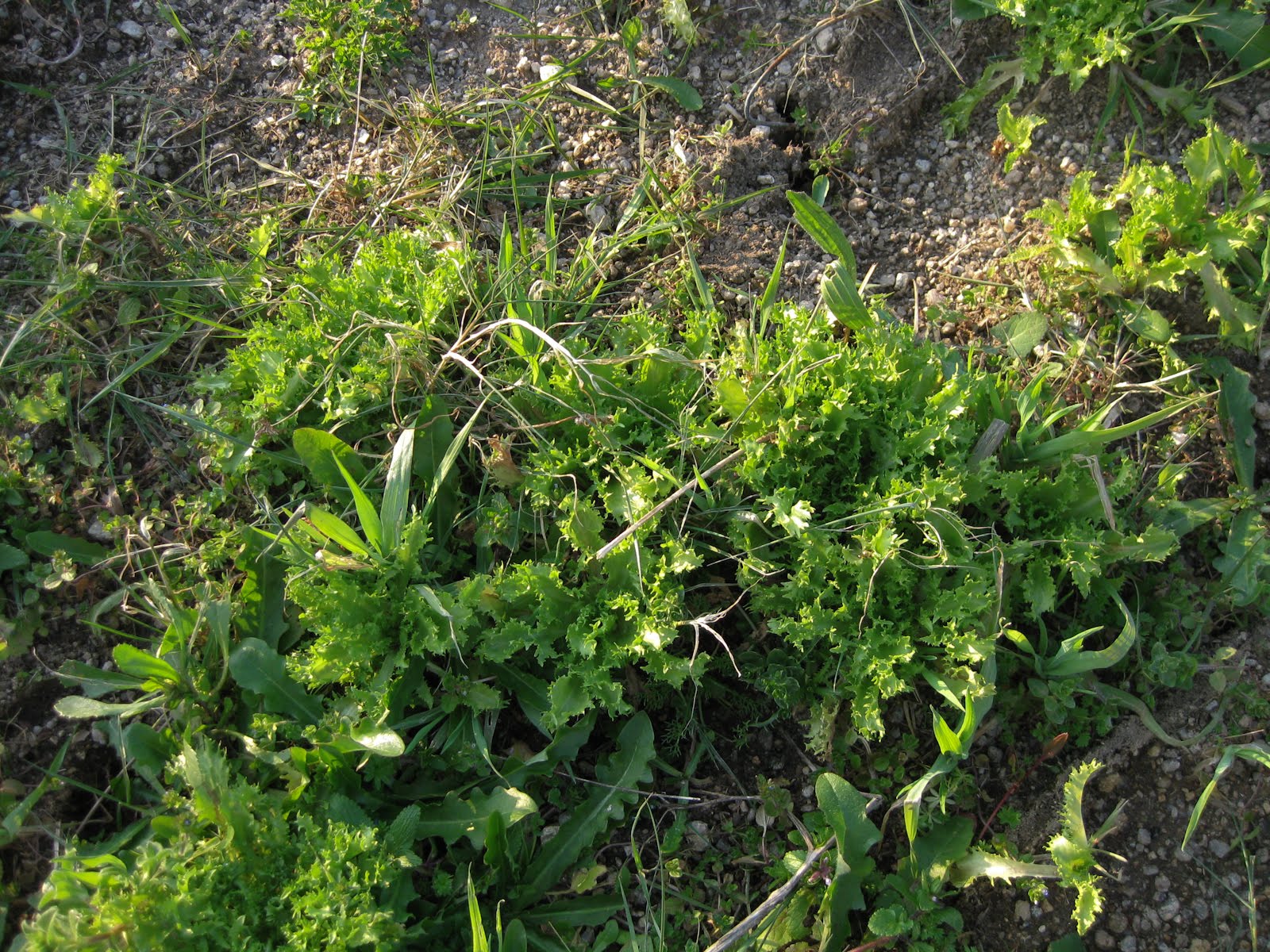 [ofedellas+20100311-007.jpg]