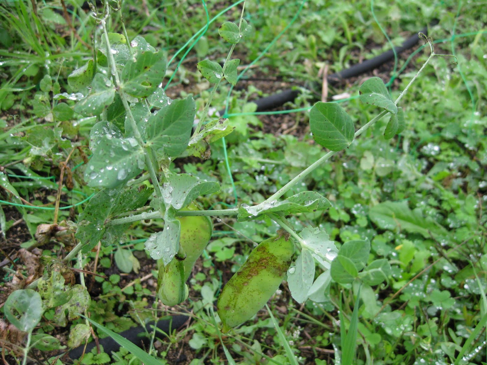 [20091105+002.jpg]