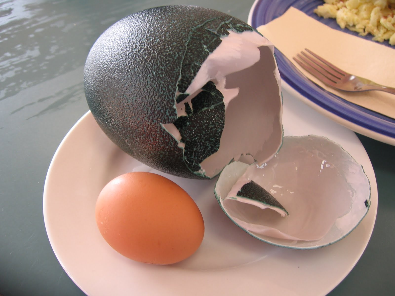 Kiwi Egg Size