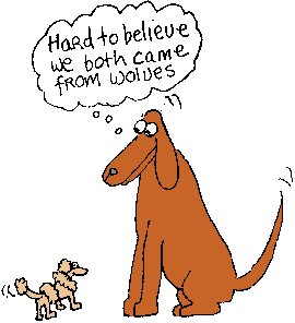 [two_dogs.jpg]