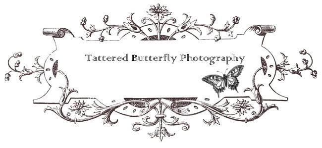 Tattered Butterfly Photography