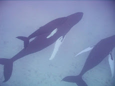 Humpback Whales - 2008