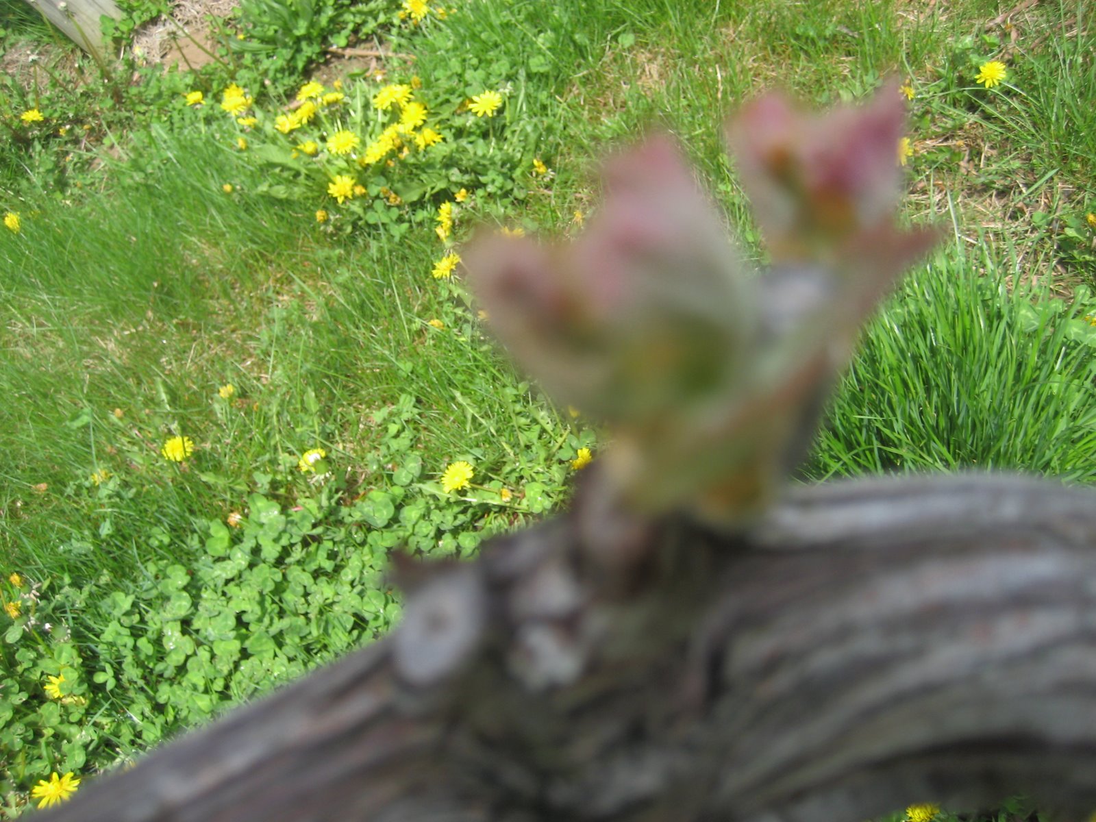 [bud+break+on+Long+Island+(39).jpg]
