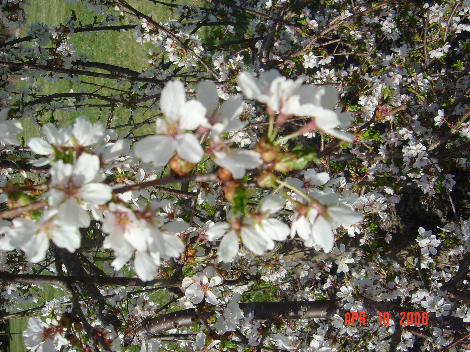 [Spring+II.JPG]