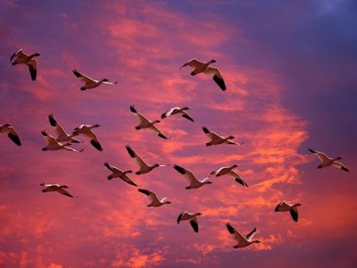 [1215887493_migrating-snow-geese-skagit-flats.jpg]