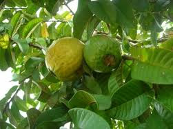 Árbol de la guayaba