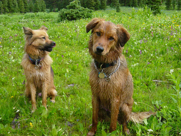 Happy Dogs