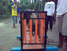 Penimbangan Kambing kacang