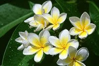 Flor Nacional de Nicaragua