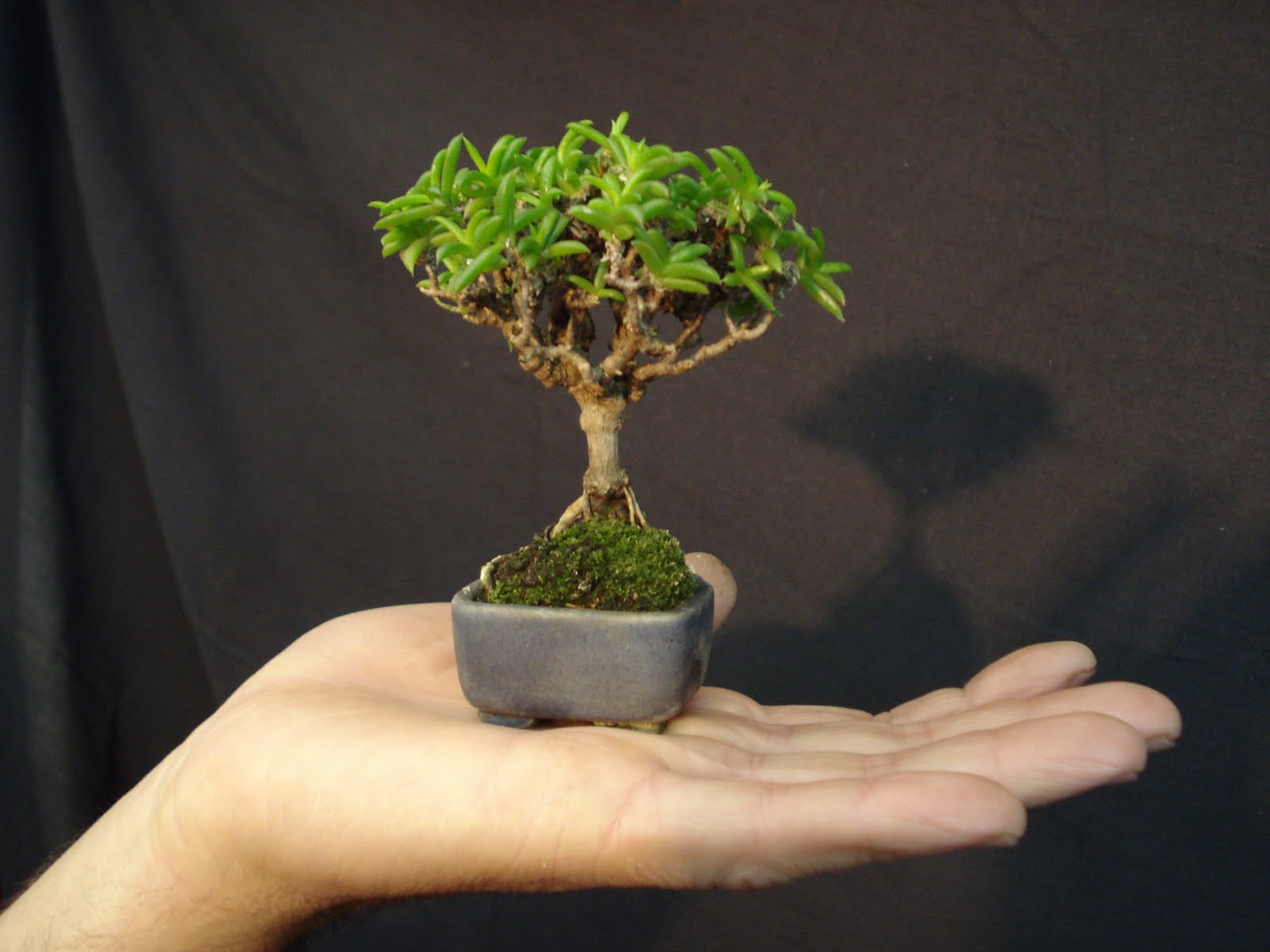 Vivero NaturalMente Mame Bonsai