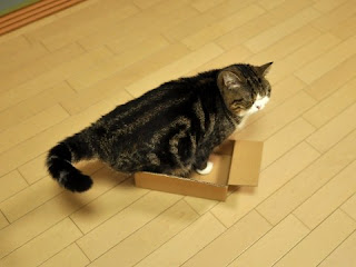 紙箱貓 小圓
