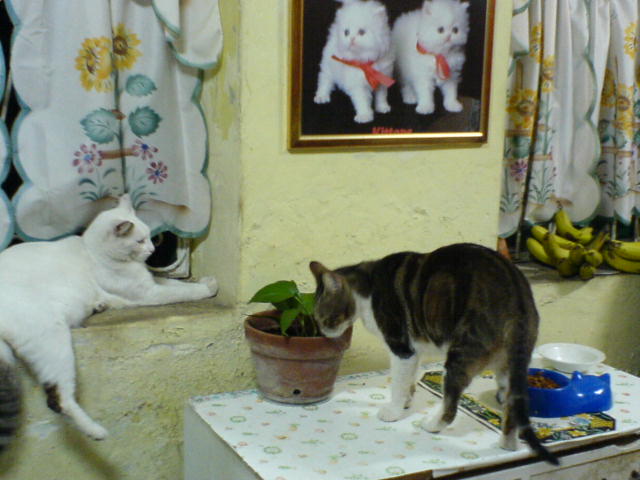 [DSC00216.JPG]