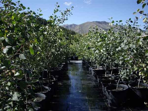 BLACK BEAR RANCH TREE FARM