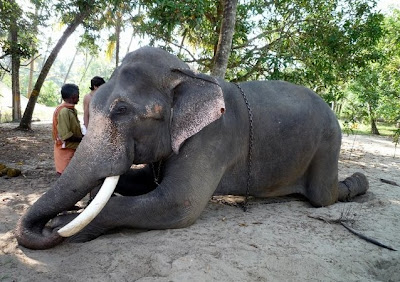 Elephant in Ganpatipule Ganpatipule, Maharashtra