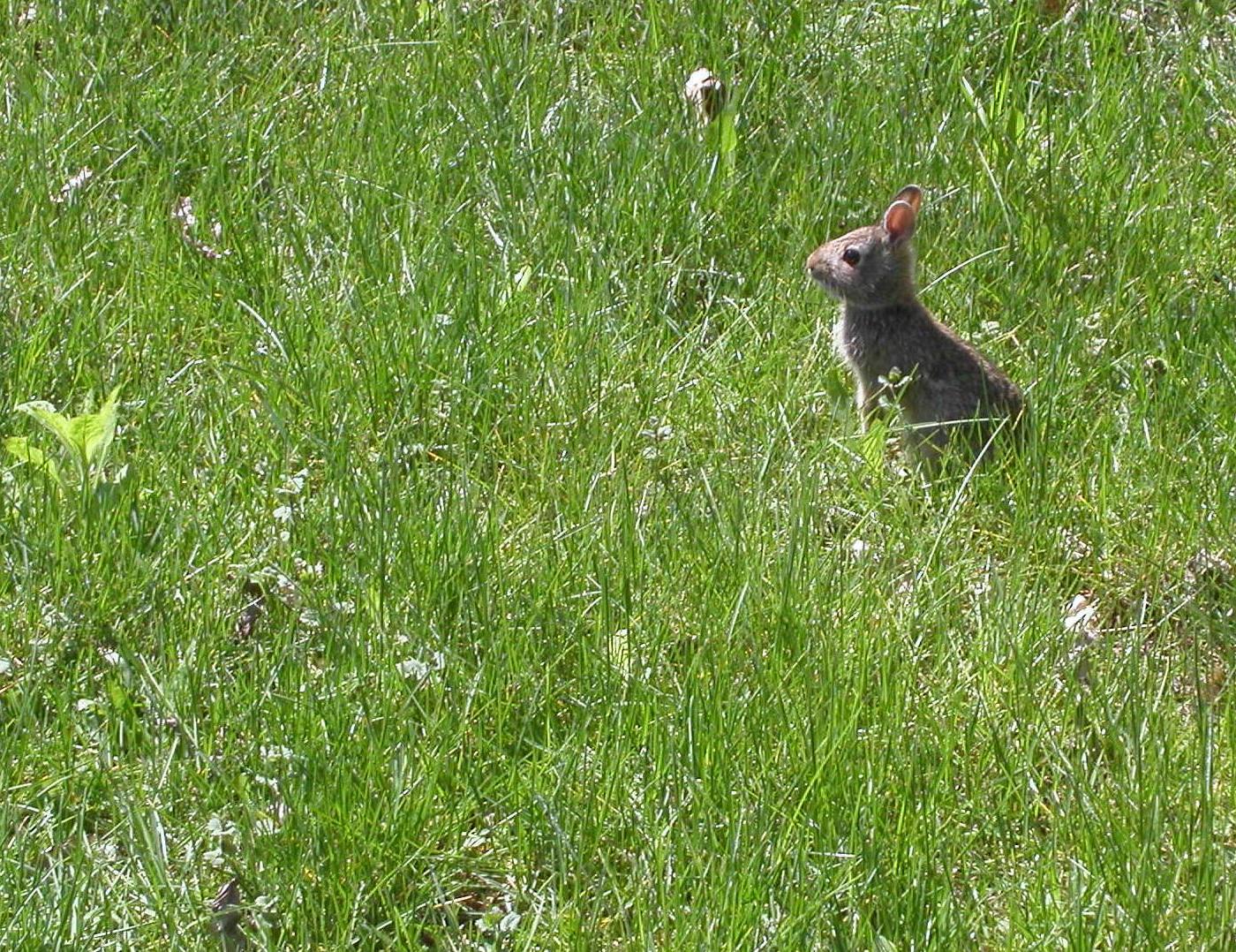 [SpringtimeVisitor1.jpeg]