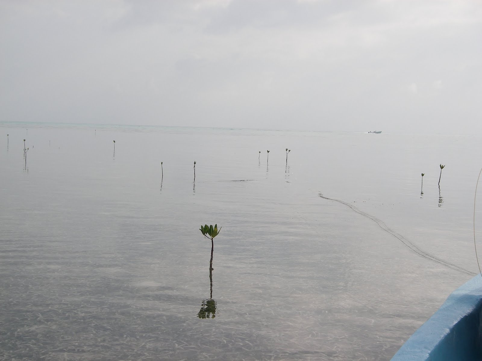 tailing bonefish