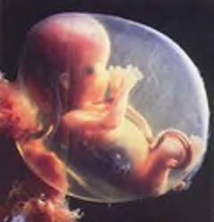 [human+fetus.jpg]