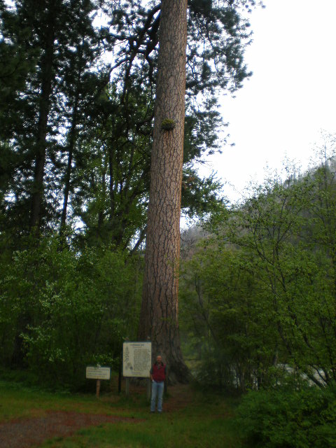 [Tallest+Pine+In+Montana-264+Ft.JPG]