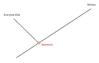 car cladogram