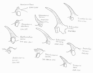 Postorbital Fenestrae