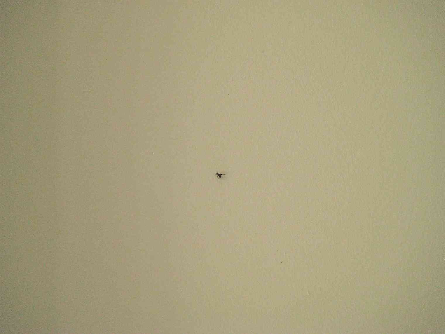 chronique du jardin de la patrie une jolie peste