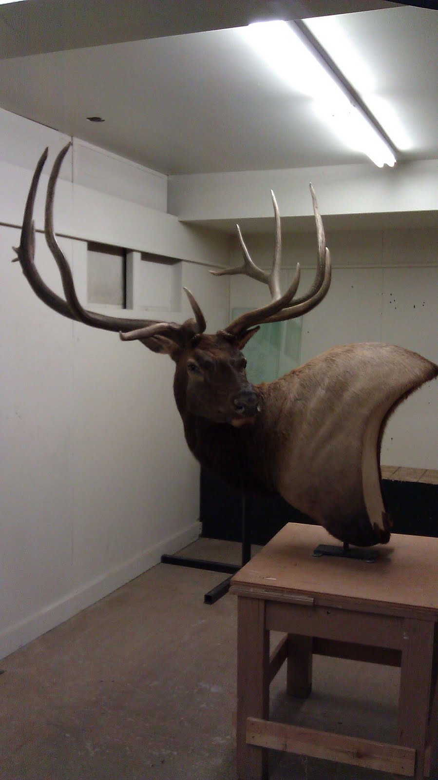 Humphries Taxidermy PAUL ASTON'S UTAH BULL ELK
