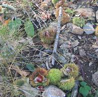 [pr+4+castanhas.JPG]