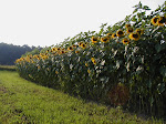 Wisconsin Sunflower Field
