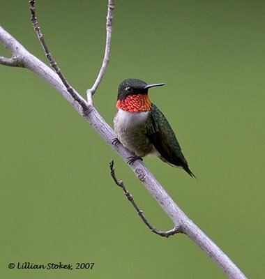 [ruby-throated+hummingbird.jpg]