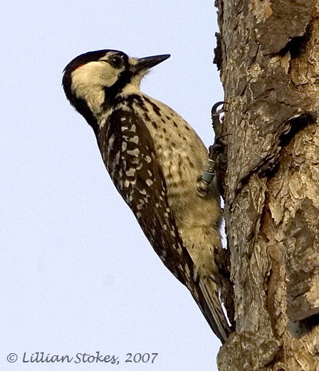 STOKES BIRDING BLOG: Red-Cockaded Woodpecker, Endangered Species