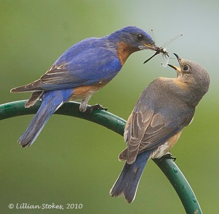 STOKES BIRDING BLOG: Bluebirds mate-feeding & breeding