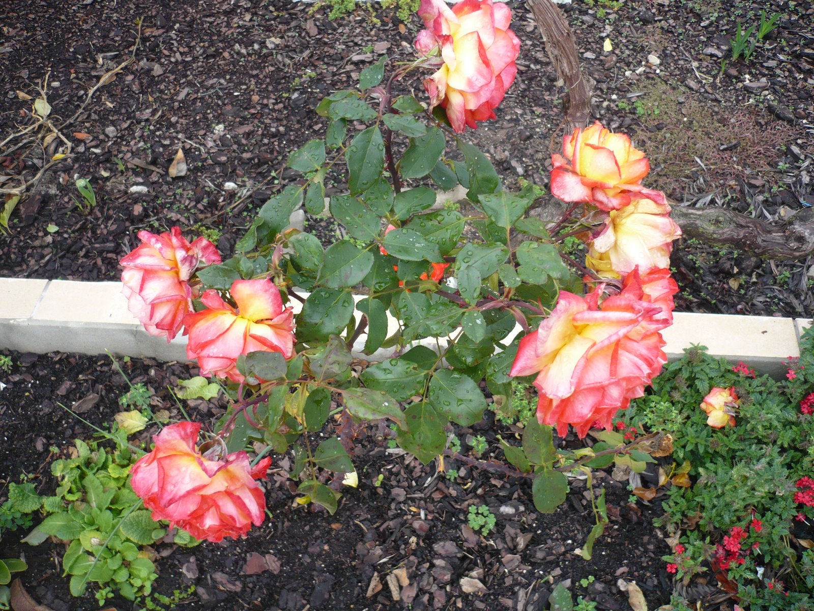 [P1020944.JPG]