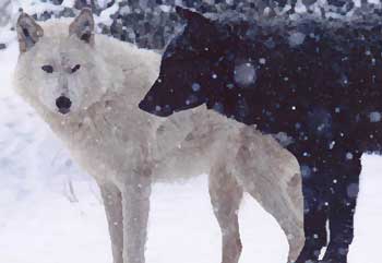 [TwoWolvesMW_2.jpg]
