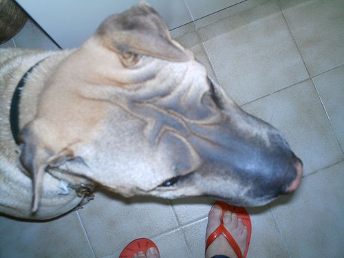 [cabecadog.jpg]